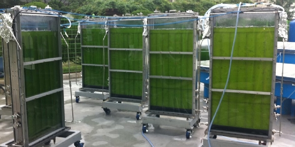 100 L Photobioreactor 대표이미지